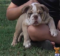 english bulldog puppy posted by Kris English Bulldogs